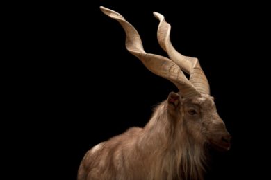 ANI062-00182-1920×1278