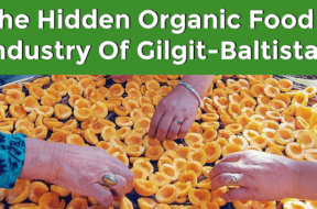 The Hidden Organic Food Industry of Gilgit-Baltistan Maati TV