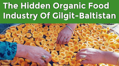 The Hidden Organic Food Industry of Gilgit-Baltistan Maati TV