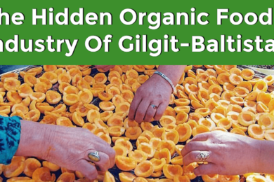 The Hidden Organic Food Industry of Gilgit-Baltistan Maati TV
