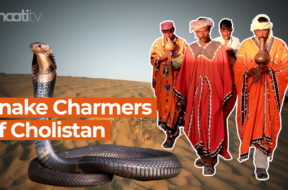 snake charmers of cholistan