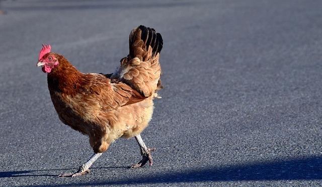 Un aperçu de chicken road